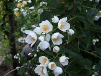 Jasminblühte 2012:: im Garten unserer Mutter