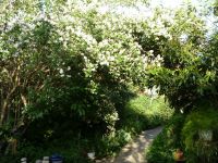 Der schöne Jasmin