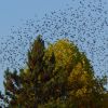 die Vögel